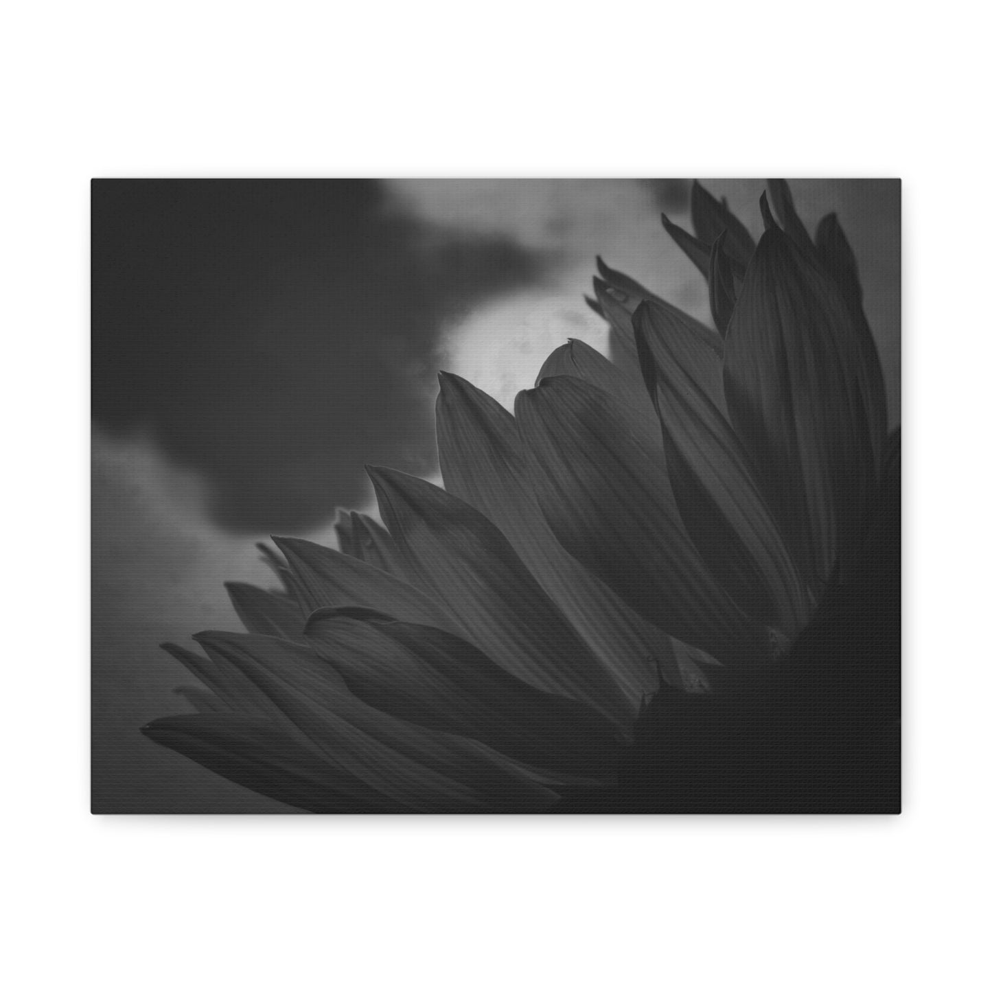 Negative Beauty- Eclipse Collection Premium Canvas, Stretched, 1.25"