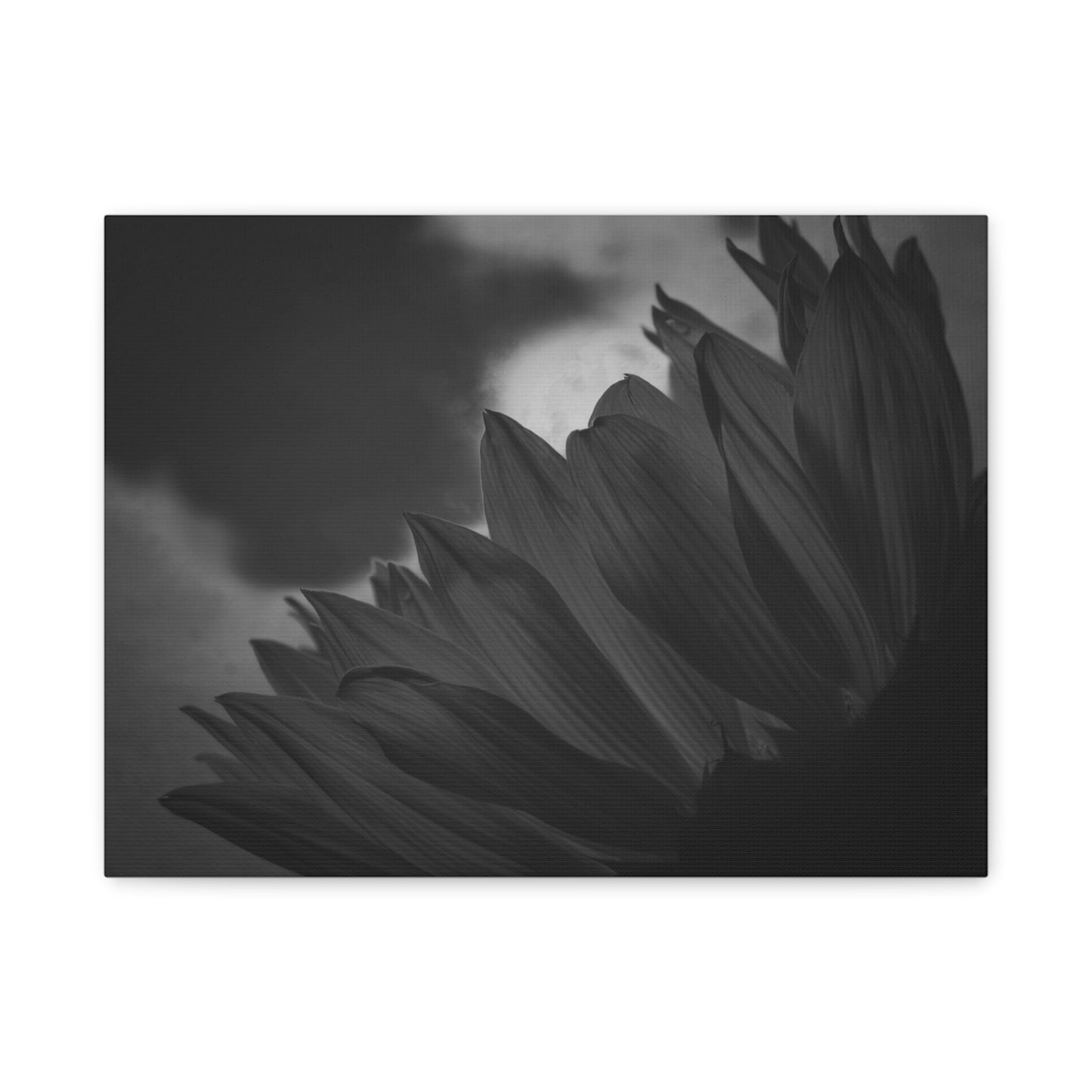 Negative Beauty- Eclipse Collection Premium Canvas, Stretched, 1.25"