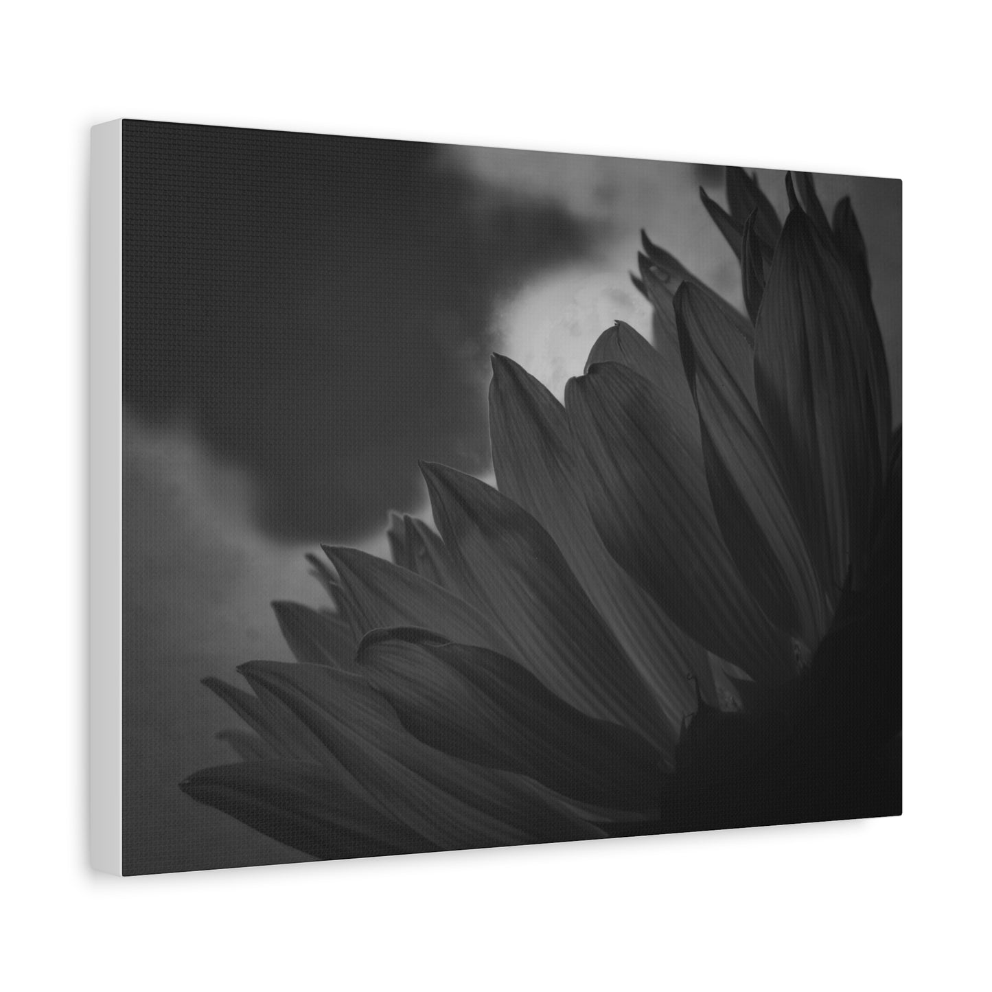Negative Beauty- Eclipse Collection Premium Canvas, Stretched, 1.25"
