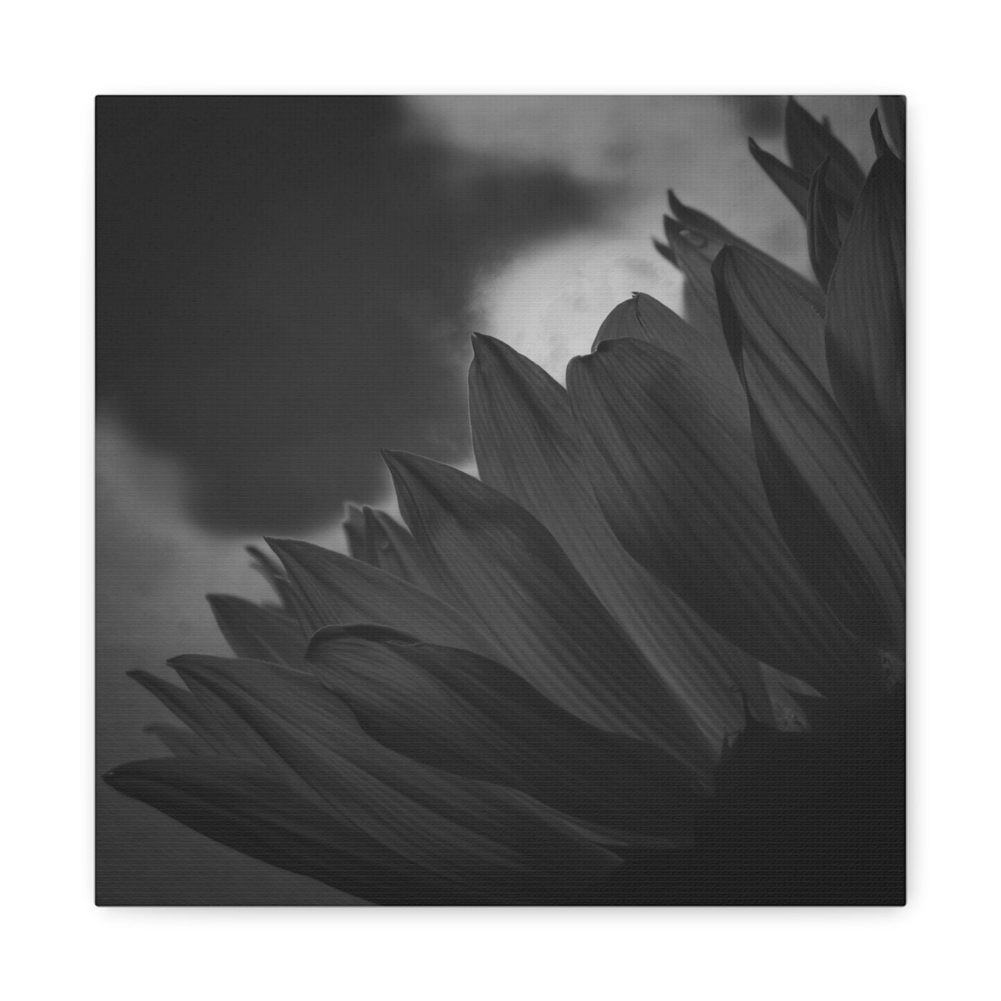 Negative Beauty- Eclipse Collection Premium Canvas, Stretched, 1.25"