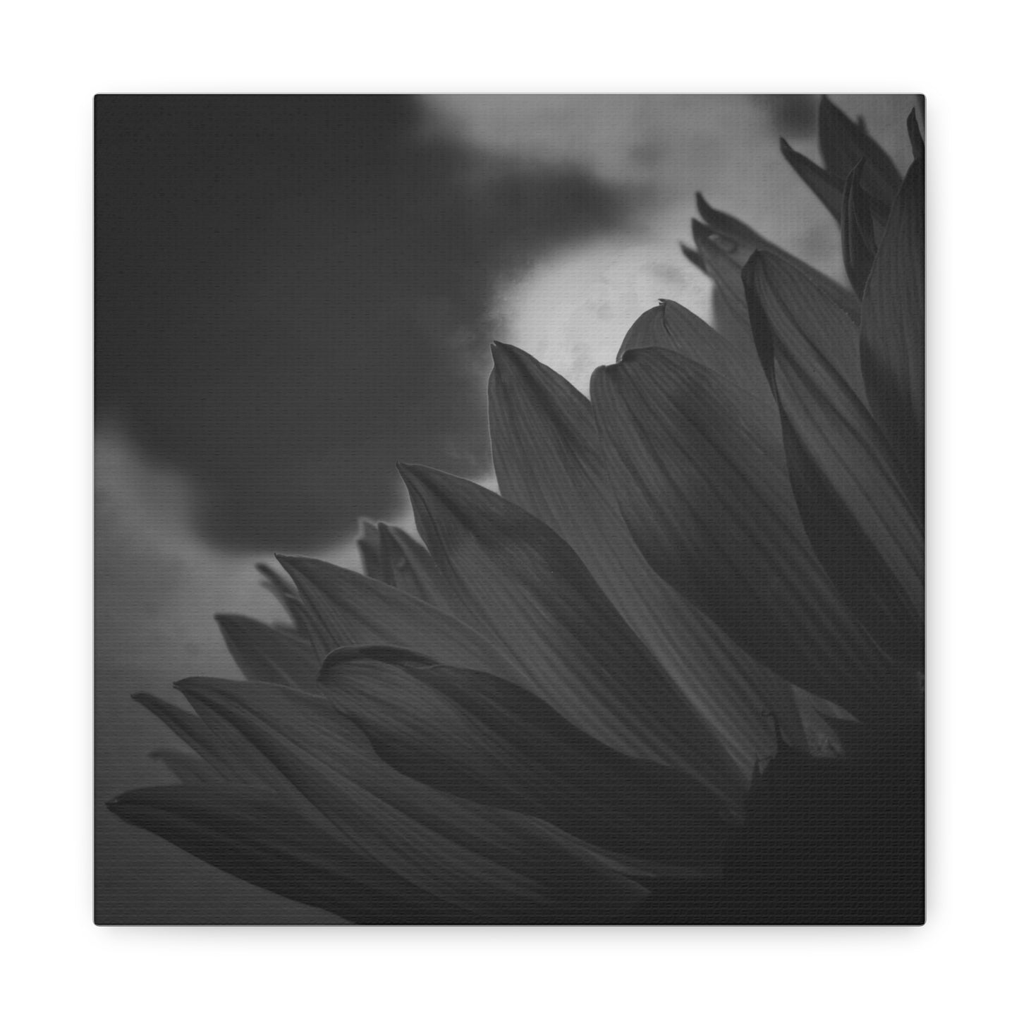 Negative Beauty- Eclipse Collection Premium Canvas, Stretched, 1.25"