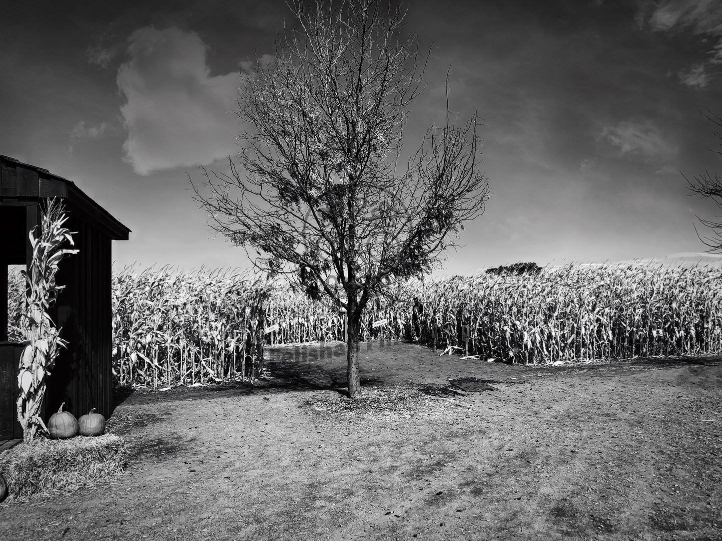 Children in the Corn- Eclipse Collection- Premium Canvas, Stretched, 1.25"