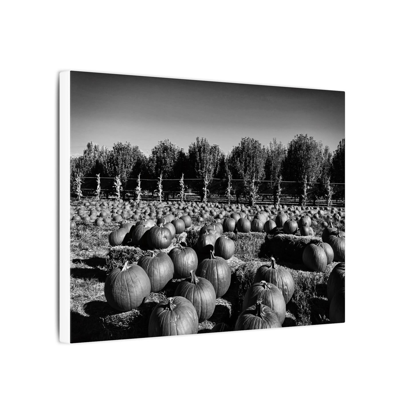 Harvest in Monochrome- Eclipse Collection- .75" Depth Blended Canvas Print
