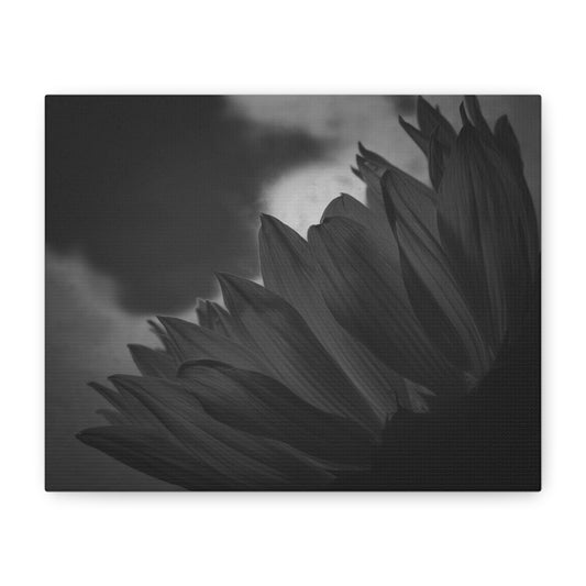 Negative Beauty- Eclipse Collection Premium Canvas, Stretched, 1.25"