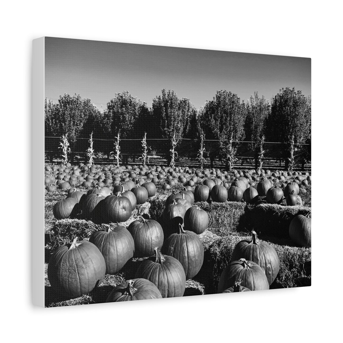 Harvest in Monochrome- Premium Canvas, Stretched, 1.25"