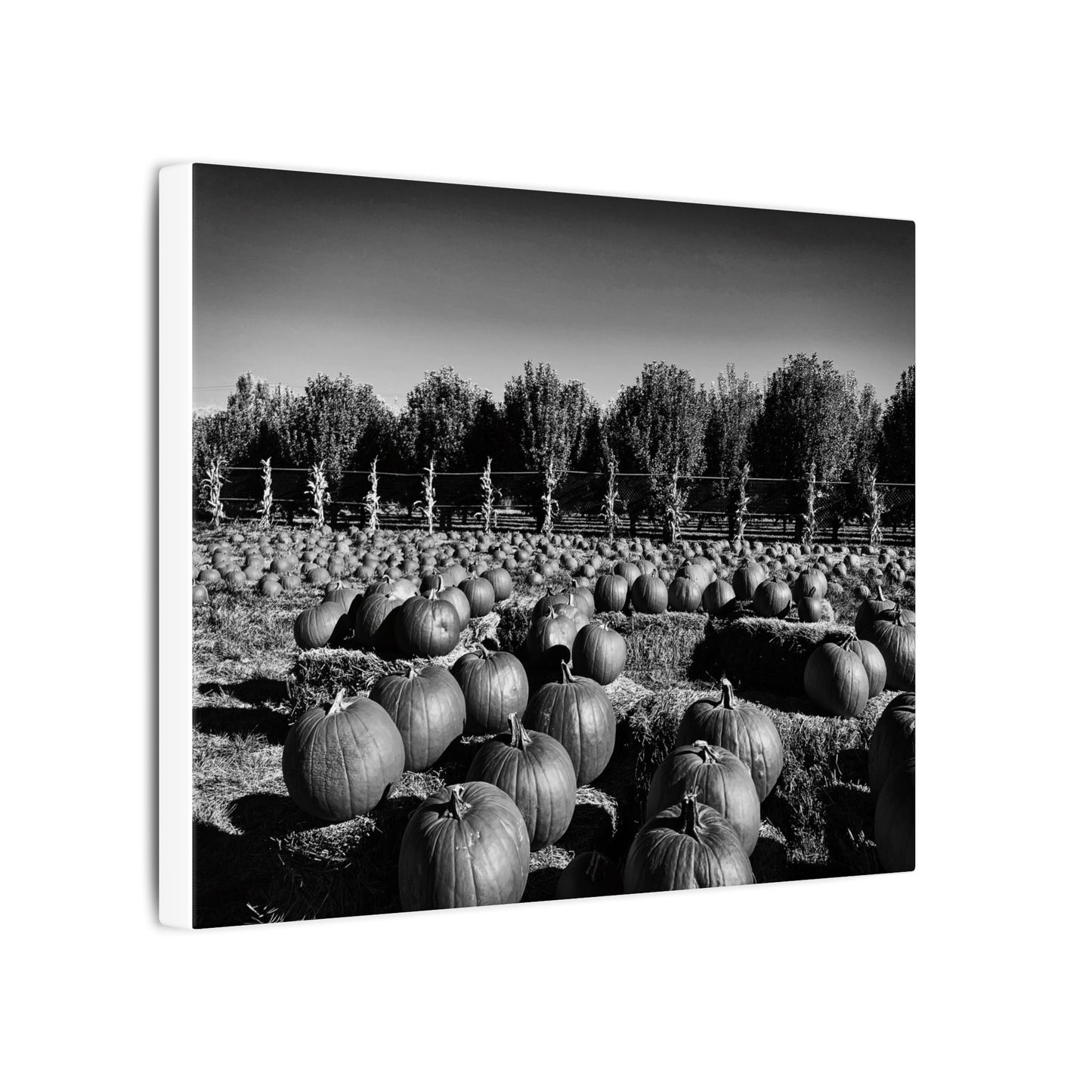 Harvest in Monochrome- Eclipse Collection- .75" Depth Blended Canvas Print