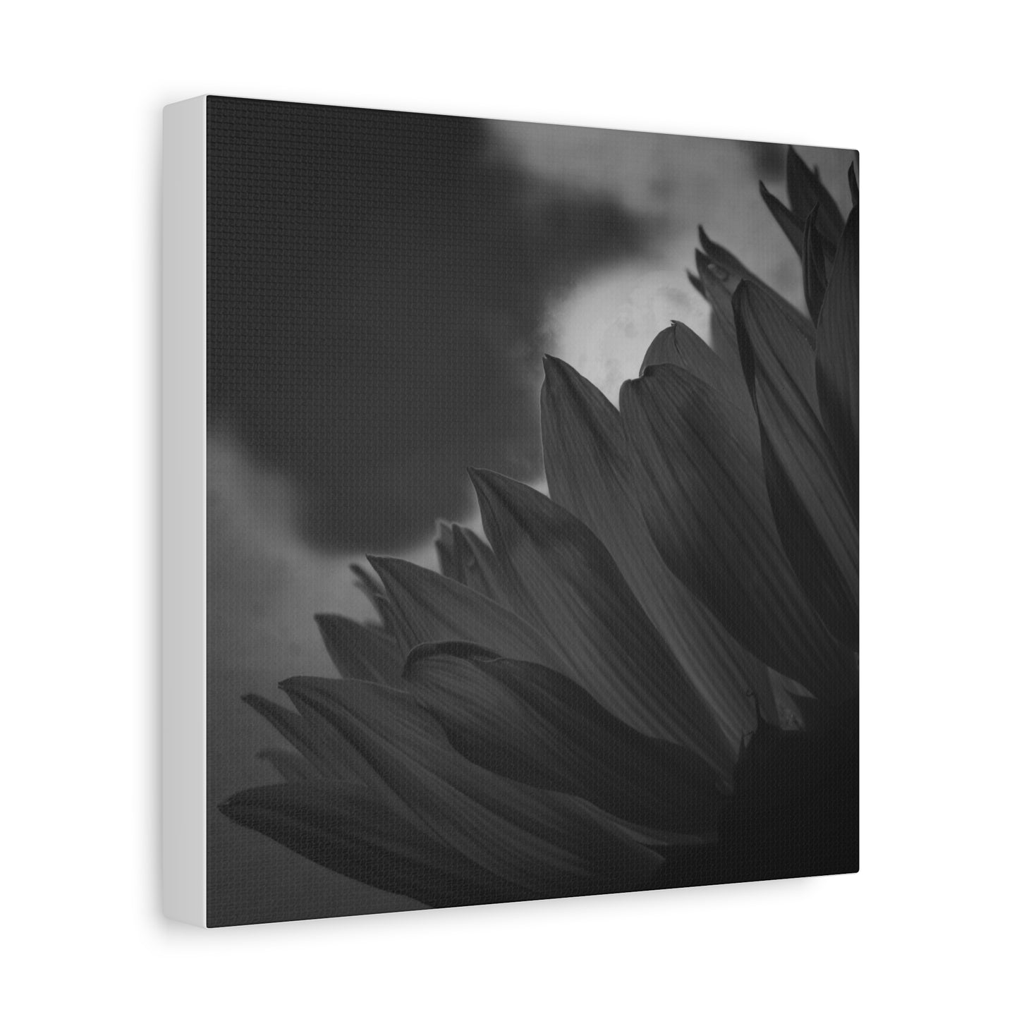 Negative Beauty- Eclipse Collection Premium Canvas, Stretched, 1.25"