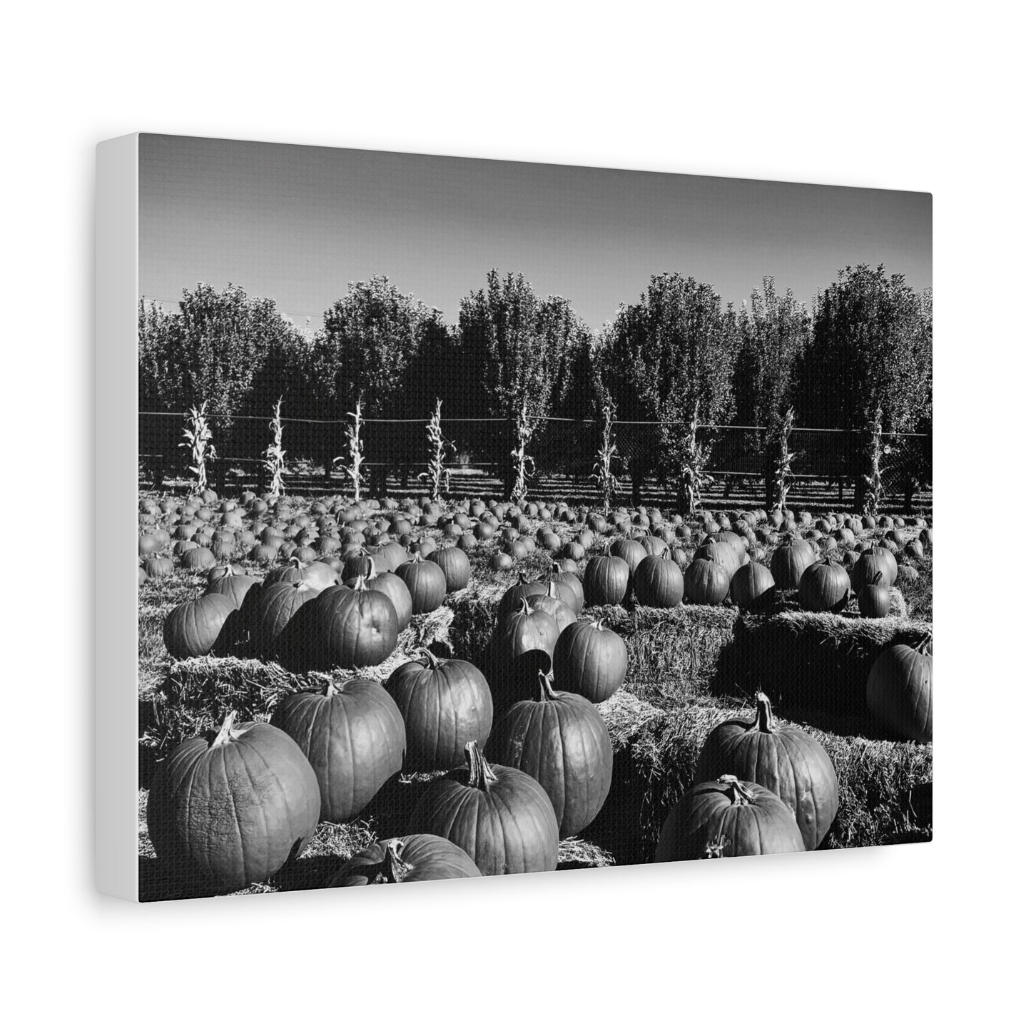 Harvest in Monochrome- Premium Canvas, Stretched, 1.25"