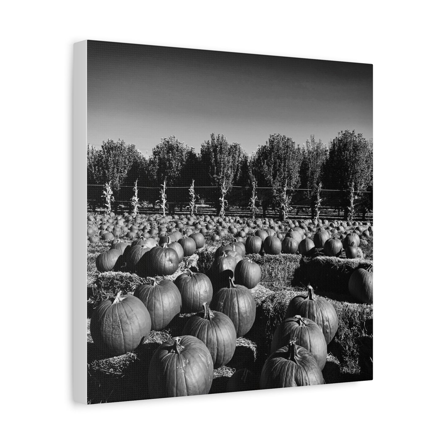 Harvest in Monochrome- Premium Canvas, Stretched, 1.25"