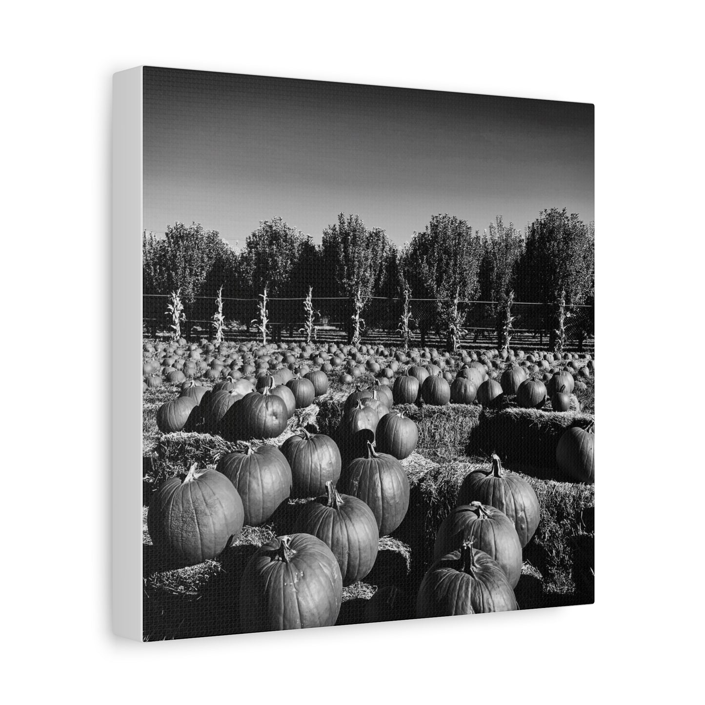 Harvest in Monochrome- Premium Canvas, Stretched, 1.25"