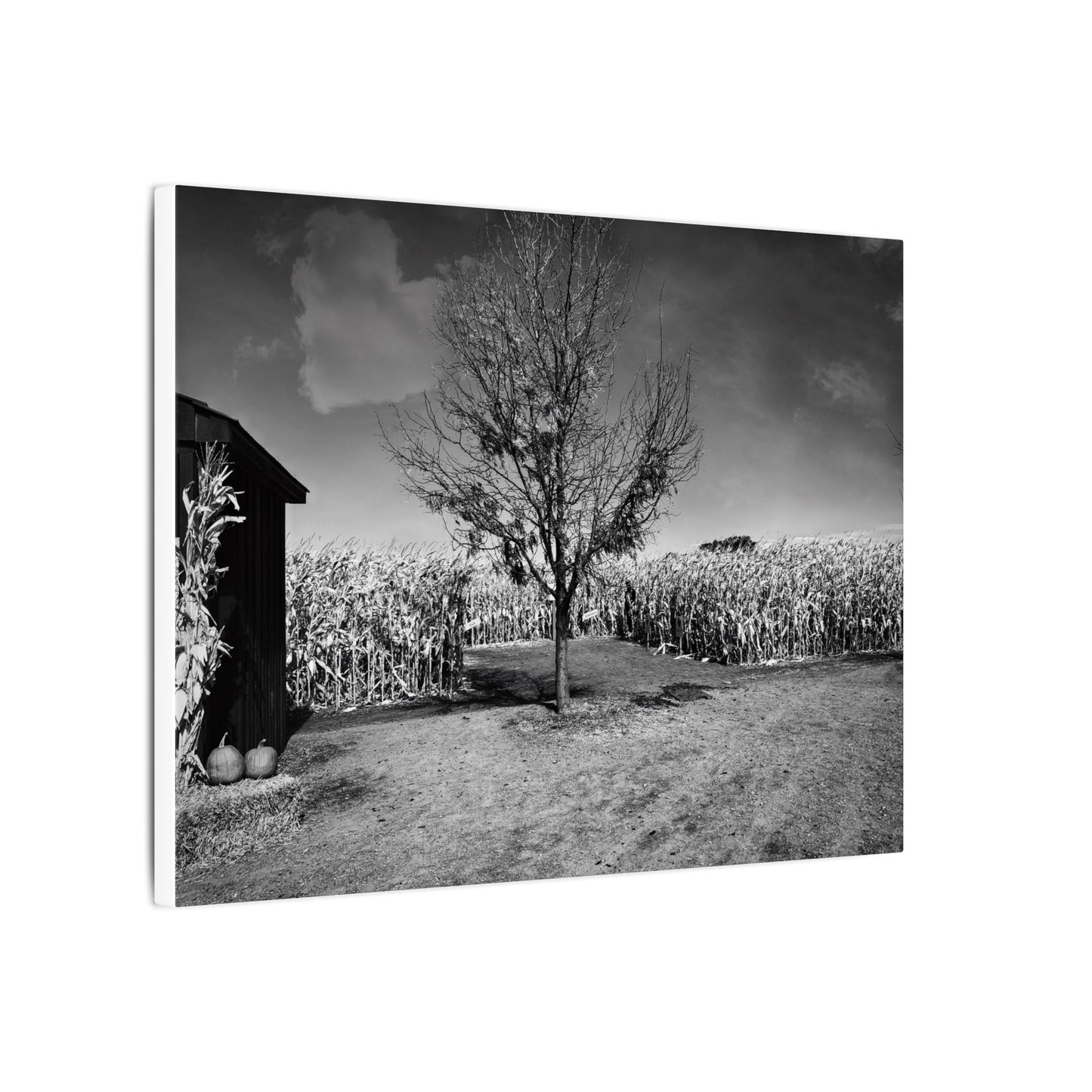 Children in the Corn- Eclipse Collection .75" Depth Blended Canvas Print