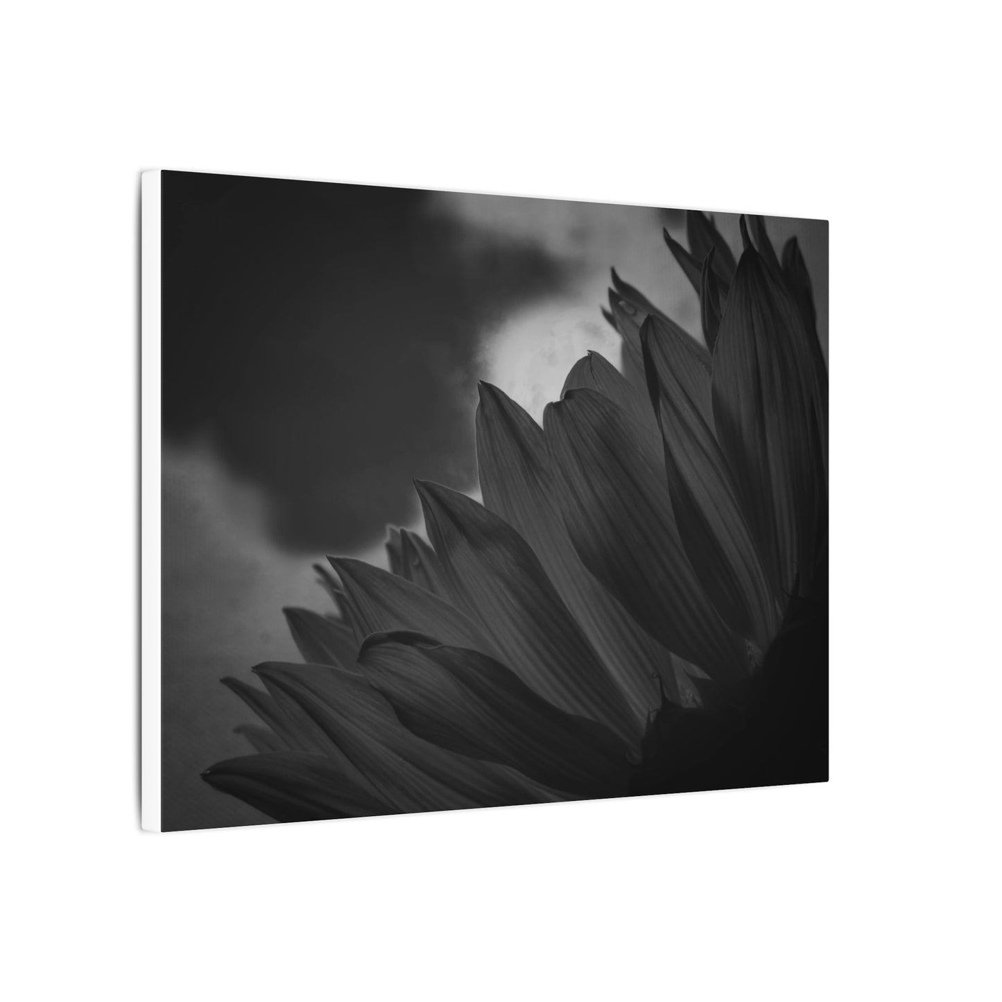 Negative Beauty- Eclipse Collection .75" Depth Blended Canvas Print