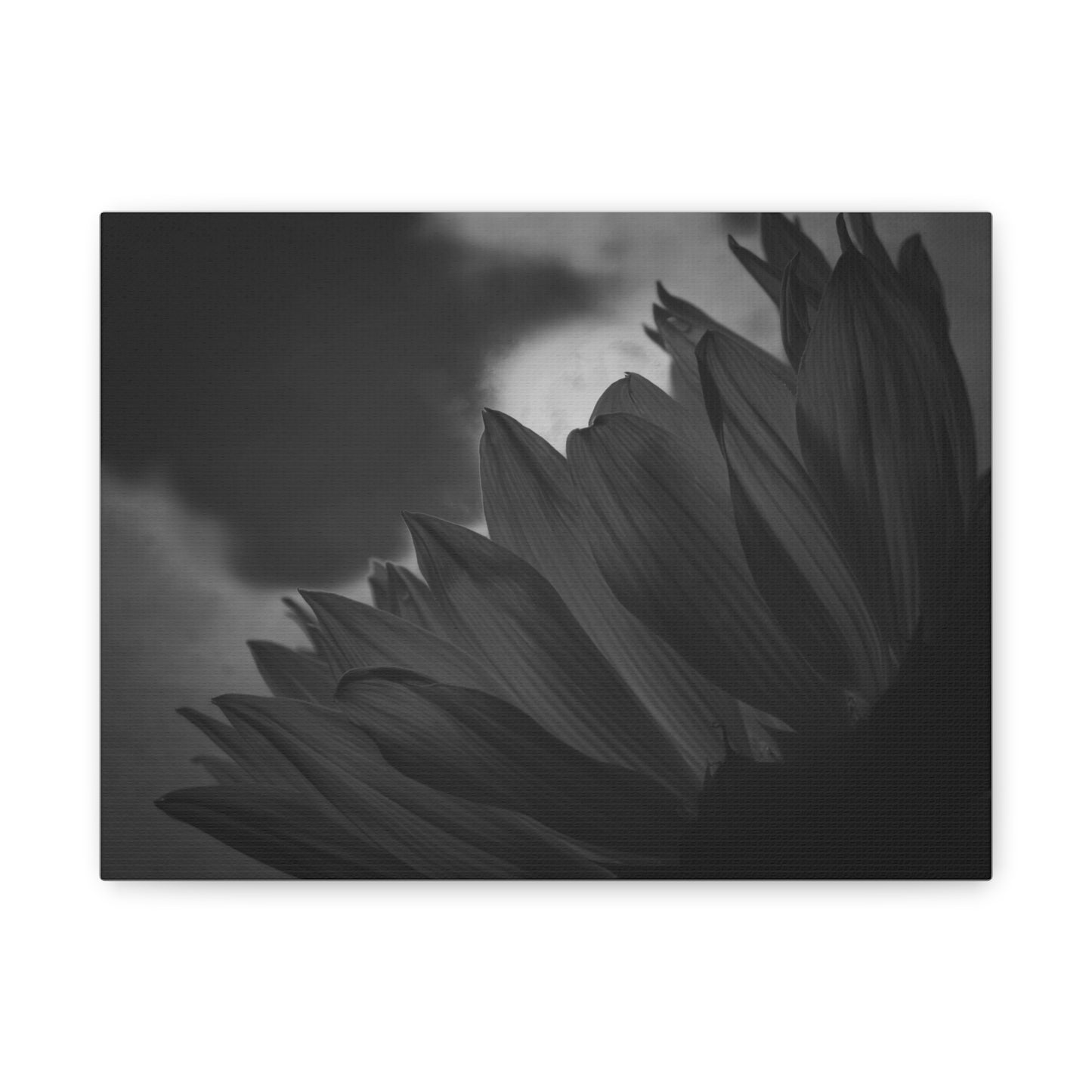 Negative Beauty- Eclipse Collection Premium Canvas, Stretched, 1.25"