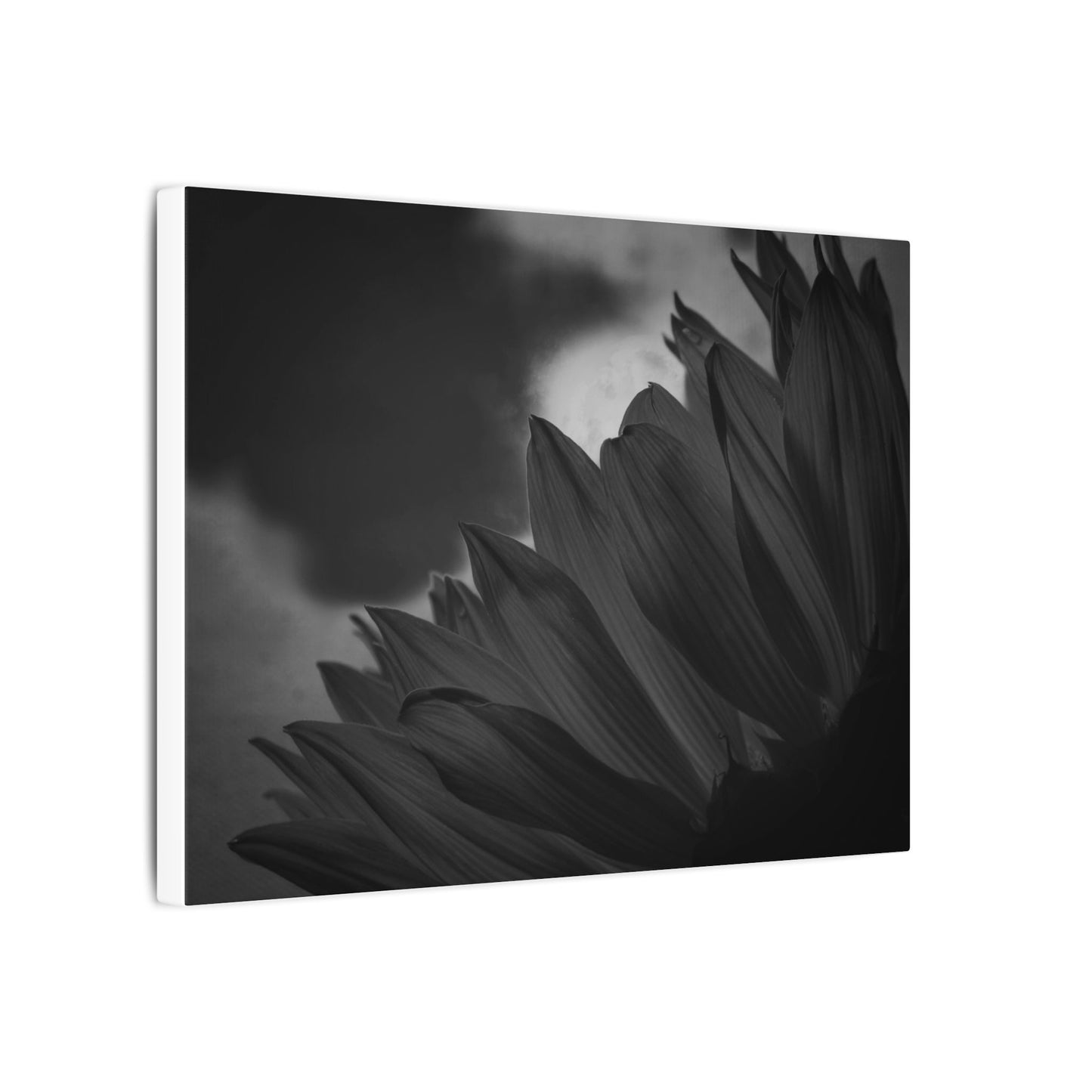 Negative Beauty- Eclipse Collection .75" Depth Blended Canvas Print