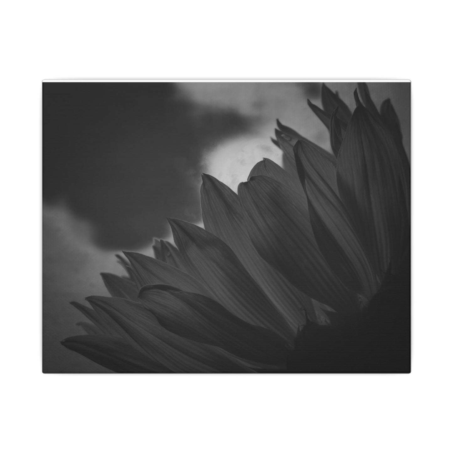 Negative Beauty- Eclipse Collection .75" Depth Blended Canvas Print