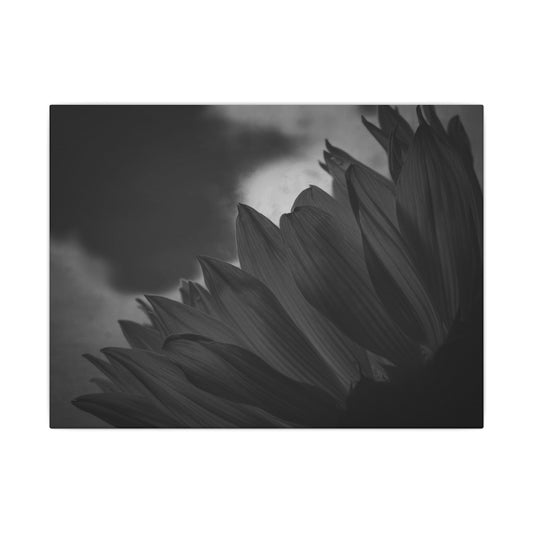 Negative Beauty- Eclipse Collection .75" Depth Blended Canvas Print