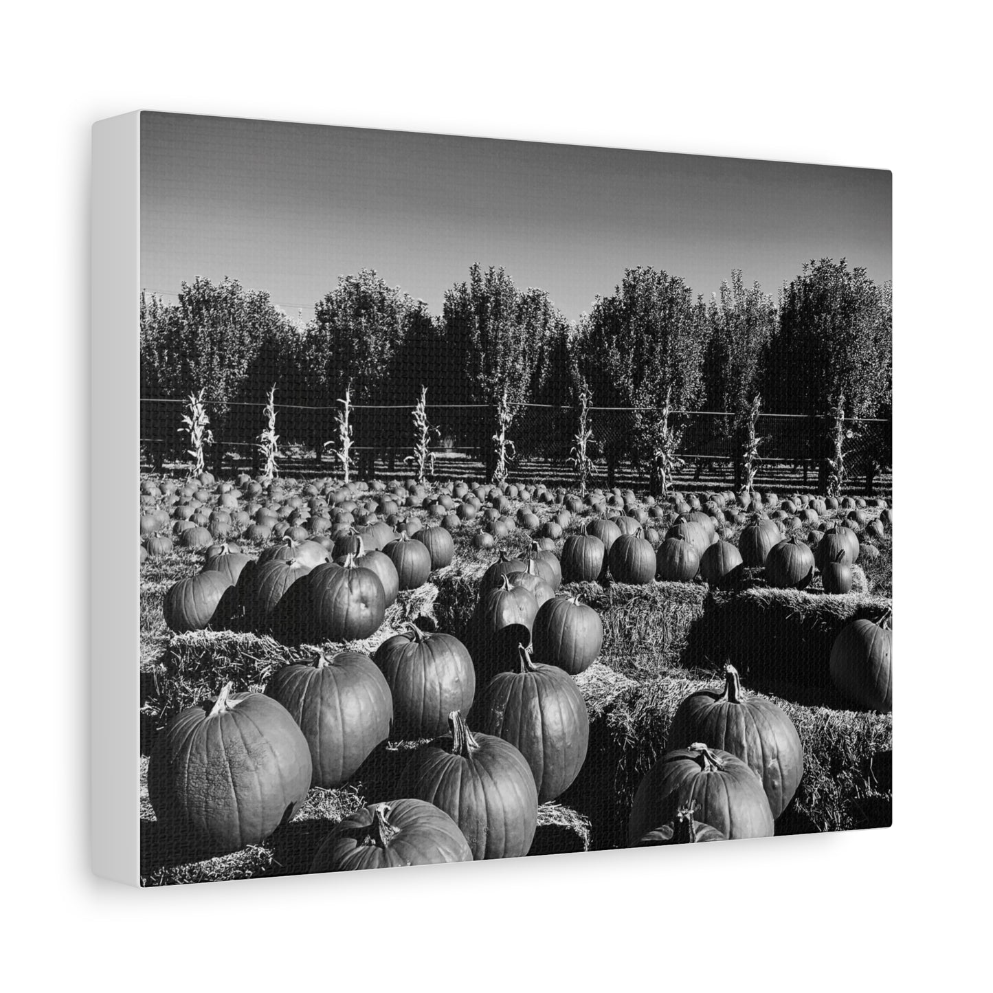 Harvest in Monochrome- Premium Canvas, Stretched, 1.25"