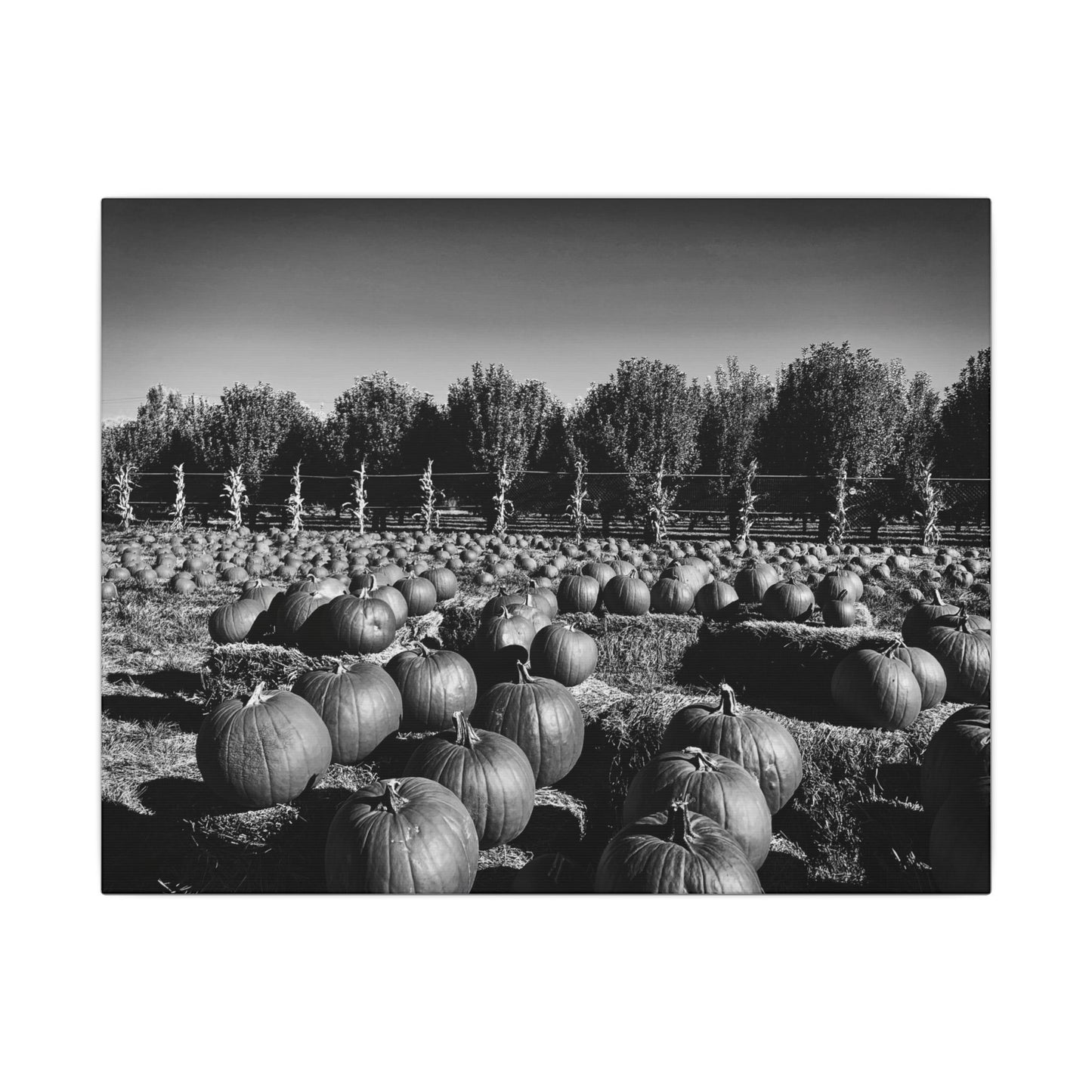 Harvest in Monochrome- Eclipse Collection- .75" Depth Blended Canvas Print
