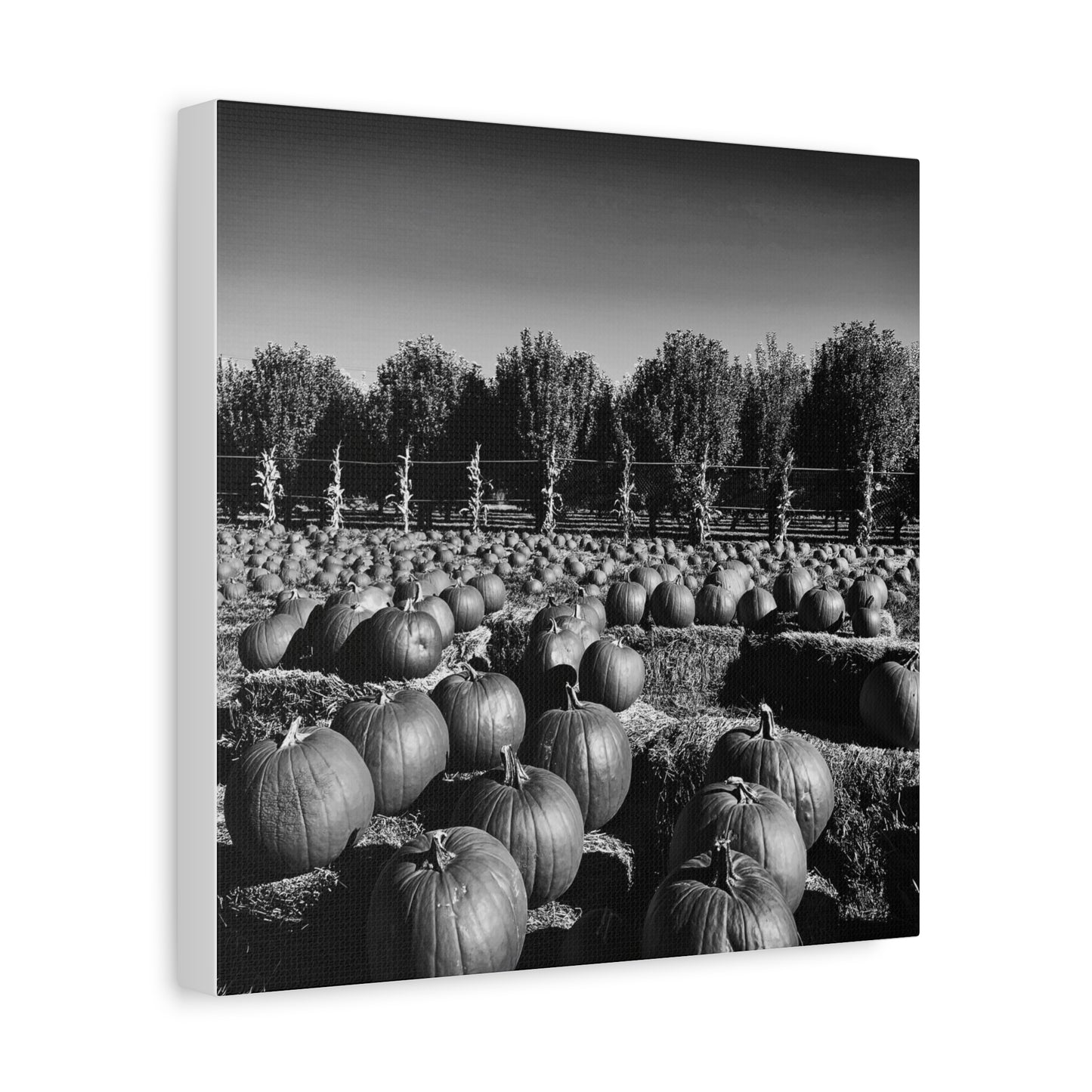 Harvest in Monochrome- Premium Canvas, Stretched, 1.25"