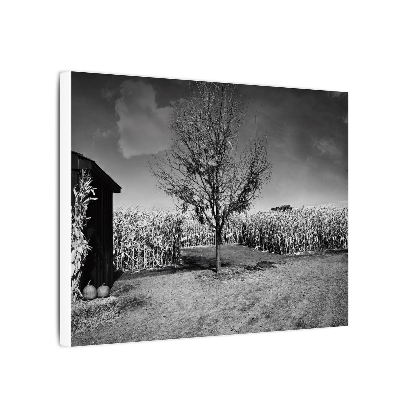 Children in the Corn- Eclipse Collection .75" Depth Blended Canvas Print