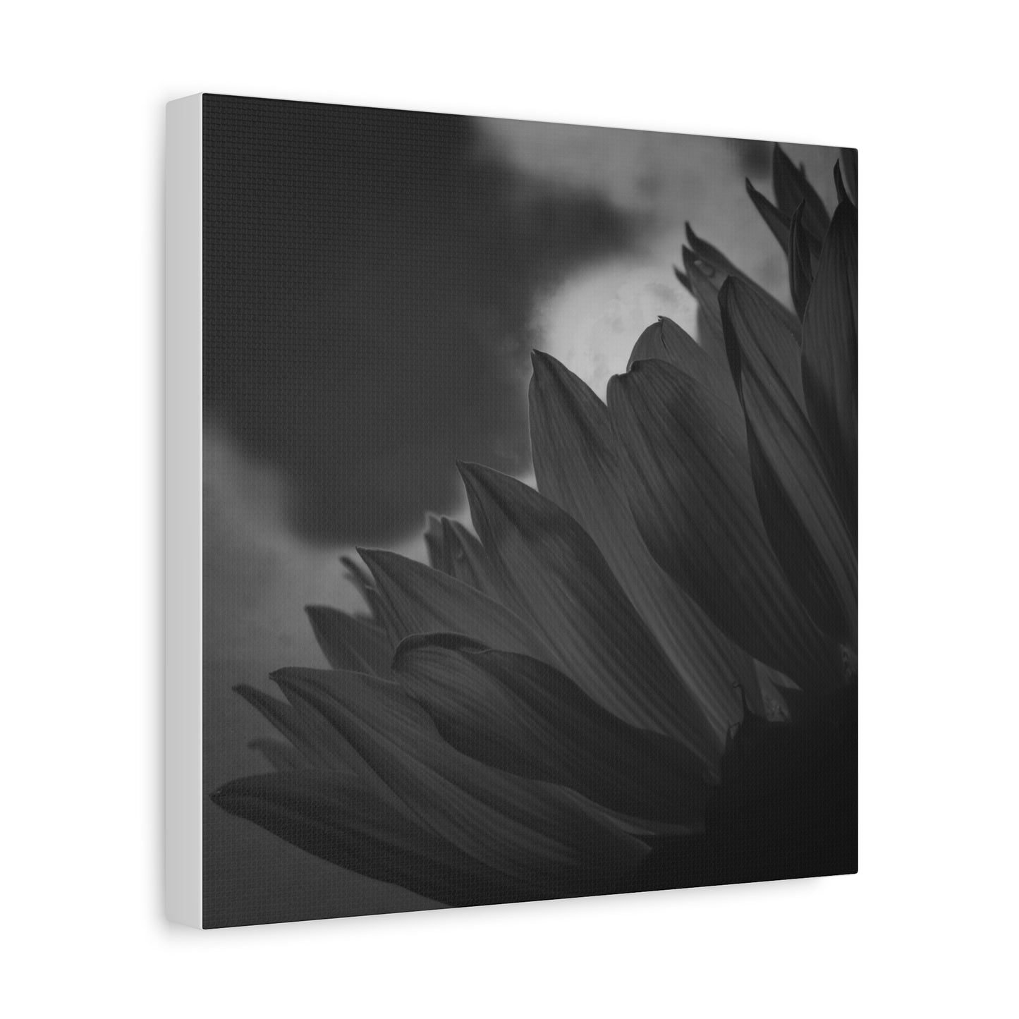 Negative Beauty- Eclipse Collection Premium Canvas, Stretched, 1.25"