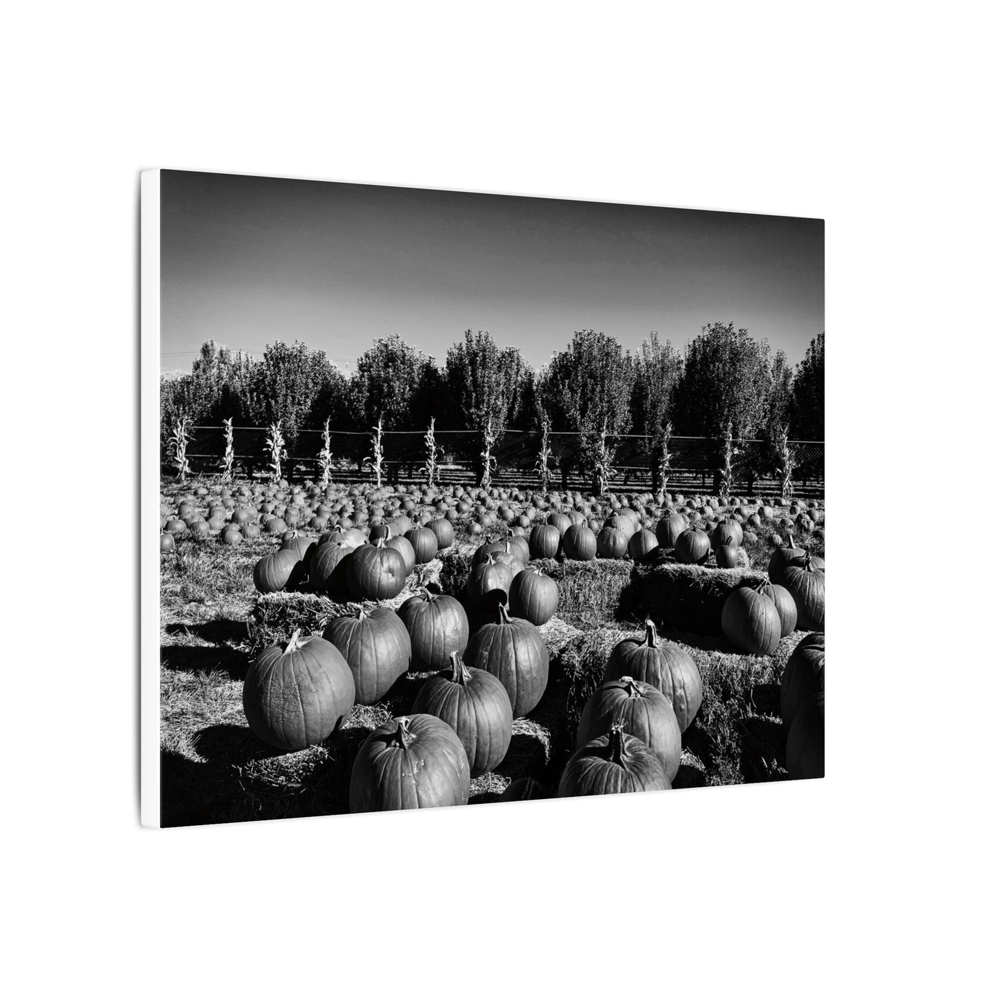 Harvest in Monochrome- Eclipse Collection- .75" Depth Blended Canvas Print