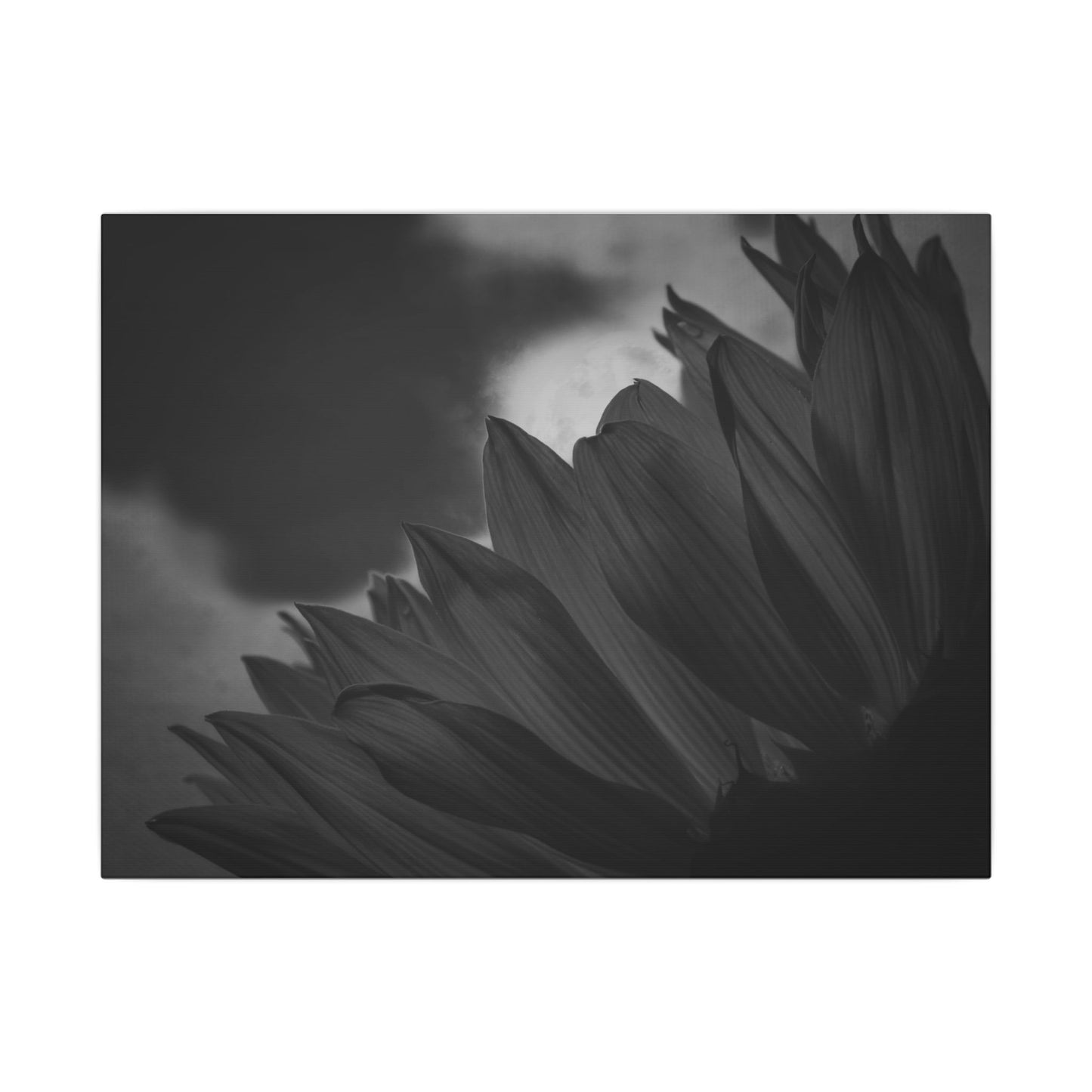 Negative Beauty- Eclipse Collection .75" Depth Blended Canvas Print