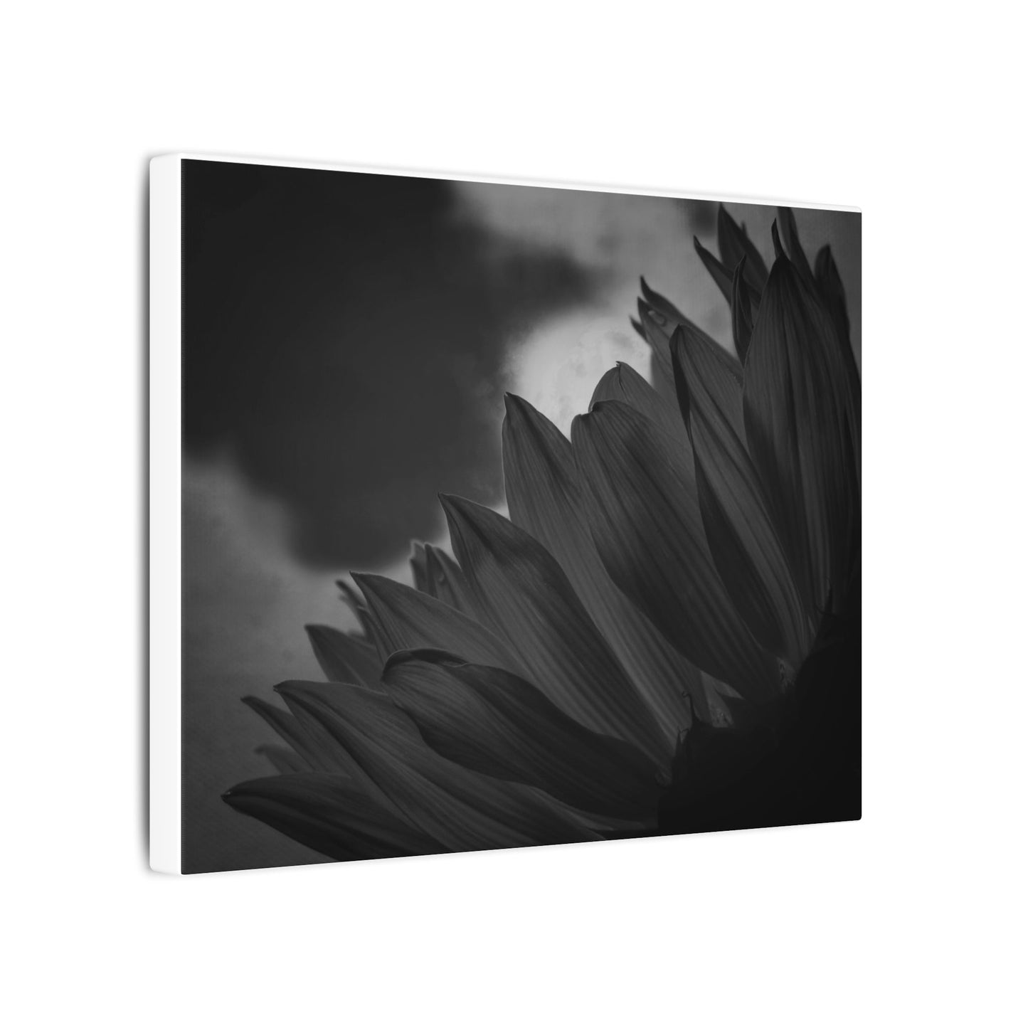 Negative Beauty- Eclipse Collection .75" Depth Blended Canvas Print