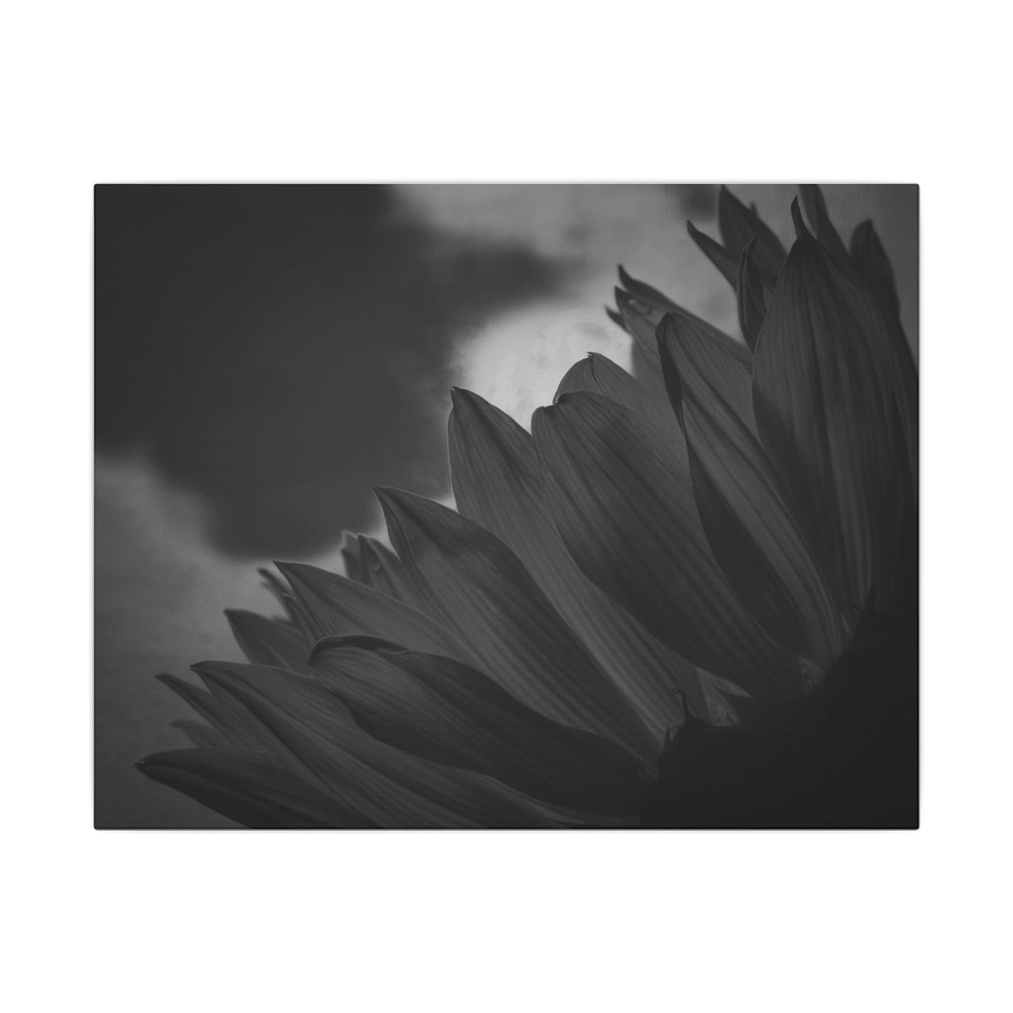 Negative Beauty- Eclipse Collection .75" Depth Blended Canvas Print