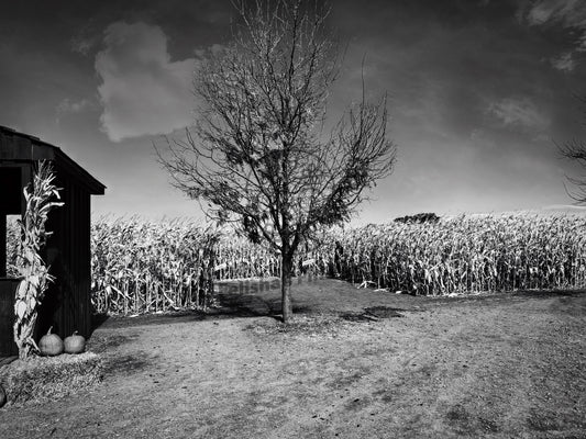 Children in the Corn- Eclipse Collection- Premium Canvas, Stretched, 1.25"