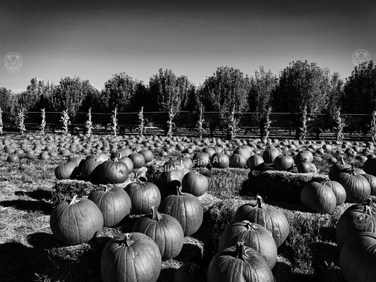 Harvest in Monochrome- Premium Canvas, Stretched, 1.25"